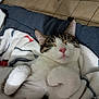 Daijin participe au concours pour gagner de l'argent avec cette photo : animal, blanket, cat, comfort, couch, cozy, cute, feline, fur, home, indoor, nap, paws, pet, relaxed, resting, sleeping, soft, tabby, white