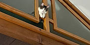 Daijin participe au concours pour gagner de l'argent avec cette photo : animal, architecture, balcony, cat, curious, feline, head, home, house, indoor, interior, looking_down, paw, pet, quiet, resting, white_wall, window, wood, wooden_railing