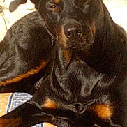 Pickles participe au concours pour gagner de l'argent avec cette photo : dog, black_dog, tan_markings, lying_down, indoor, mat, patterned_mat, sunlight, pet, animal, relaxed, canine, companion, resting, brown_eyes, ears, snout, fur, paw, floor