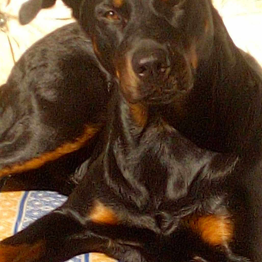 Pickles participe au concours pour gagner de l'argent avec cette photo : animal, black_dog, brown_eyes, canine, companion, dog, ears, floor, fur, indoor, lying_down, mat, patterned_mat, paw, pet, relaxed, resting, snout, sunlight, tan_markings