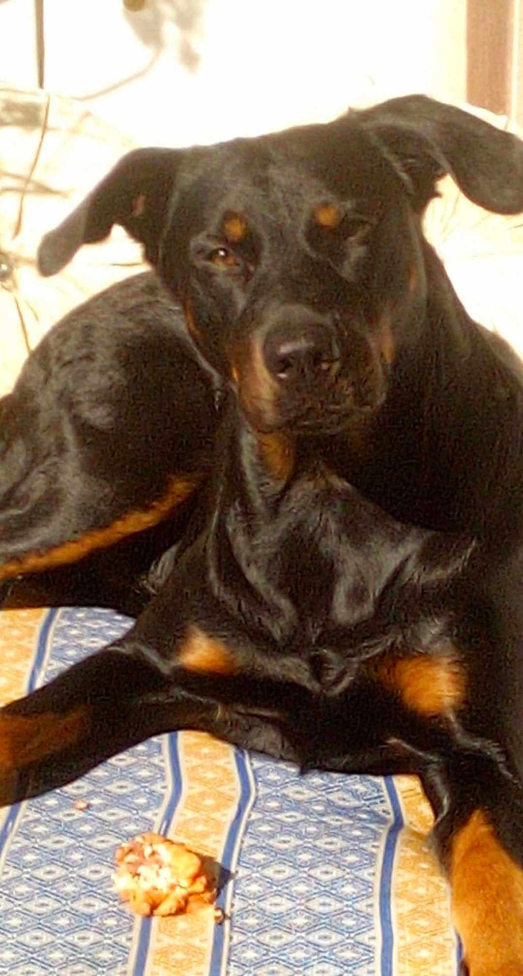 Pickles participe au concours pour gagner de l'argent avec cette photo : dog, black_dog, tan_markings, lying_down, indoor, mat, patterned_mat, sunlight, pet, animal, relaxed, canine, companion, resting, brown_eyes, ears, snout, fur, paw, floor