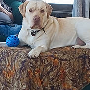 Rudy is registered to the contest to win money with this photo: dog, indoor, couch, blanket, ball, pet, canine, furniture, relaxing, living_room, person, casual, seated, window, curtains, collar, domestic_animal, resting, brown, cream_colored