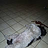 animal, black_and_white, calm, dog, domestic_animal, floor_tiles, fluffy, home, indoor, laying, lying_down, monkey_toy, pet, quiet, relaxed, resting, sleeping_position, stuffed_toy, tiled_floor, toy