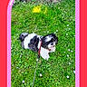 animal, black_and_white, companionship, cute, dog, flower, fluffy, grass, greenery, happy, heart_sticker, leash, nature, outdoor, pet, pink_frame, playful, small_dog, summer, walking
