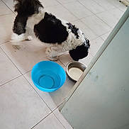 Pilou a rejoint le concours — aidez-le/la à gagner de superbes lots ! animal, black, black_and_white, blue_bowl, canine, curious, dog, domestic, door, feeding, floor_tile, furry, household, indoor, paw, pet, small_dog, tile_floor, water_bowl, white