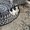 Pilou participe au concours pour gagner de l'argent avec cette photo : animal, black_and_white, chair_leg, companion, cute, dog, domestic_animal, floor, fluffy, fur, looking_up, outdoor, patterned_rug, pet, resting, rug, sitting, small_dog, stone_floor, wicker_chair