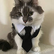 Billy a rejoint le concours — aidez-le/la à gagner de superbes lots ! cat, fluffy, tie, collar, pet, animal, indoor, fur, white, gray, sitting, closeup, cute, portrait, feline, business, accessory, whiskers, paws, domestic