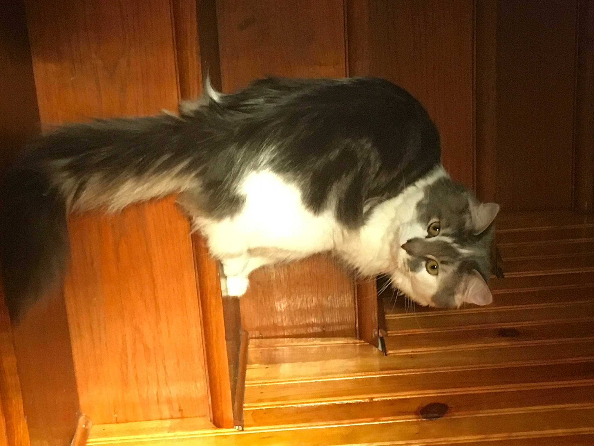 Billy participe au concours pour gagner de l'argent avec cette photo : canidae, carnivore, cat, companion_dog, dog_breed, domestic_short_haired_cat, felidae, floor, flooring, fur, hardwood, laminate_flooring, small_to_medium_sized_cats, snout, sporting_group, tail, whiskers, wood, wood_flooring, wood_stain