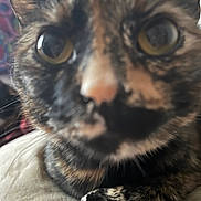 Lainey joined the competition — help win amazing prizes! cat, tortoiseshell, close_up, paw, feline, curious, indoor, pet, animal, fur, whiskers, face, eyes, resting, cute, domestic_animal, tabby, soft, blurred, background