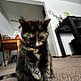 Lainey is registered to the contest to win money with this photo: cat, tortoiseshell_cat, carpet, indoor, furniture, table, wall_art, floor, pet, animal, domestic_cat, curious, sitting, close_up, fur, whiskers, ears, tail, home, cozy
