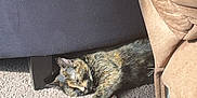 Lainey joined the competition — help win amazing prizes! cat, tortoiseshell, sleeping, carpet, sunlight, furniture, couch, indoor, cozy, resting, pet, animal, nap, home, relaxation, shadows, soft_light, domestic, fur, quiet