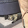cat, tortoiseshell, sleeping, carpet, sunlight, furniture, couch, indoor, cozy, resting, pet, animal, nap, home, relaxation, shadows, soft_light, domestic, fur, quiet