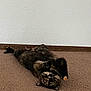 Lainey joined the competition — help win amazing prizes! cat, tortoiseshell, carpet, indoor, pet, animal, feline, playful, lying_down, upside_down, eyes, ears, whiskers, curious, domestic, fur, floor, wall, relaxed, cute