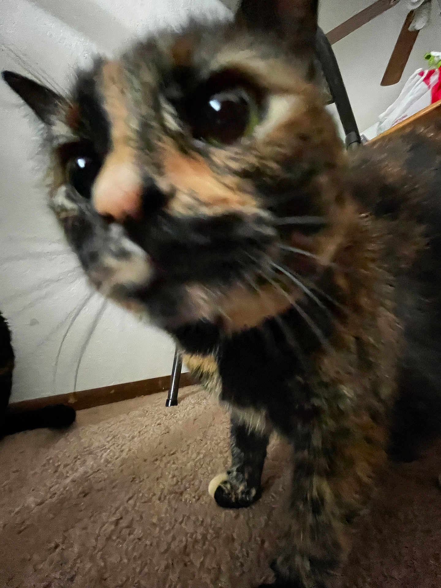 Lainey is registered to the contest to win money with this photo: cat, tortoiseshell, close_up, curious, carpet, indoor, furniture, whiskers, ears, floor, pet, animal, domestic, feline, snout, blurred, background, fan, leg, household