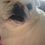Dakota is registered to the contest to win money with this photo: dog, white_dog, close_up, pet, indoor, blanket, pug, animal, resting, cute, furry, face, snout, ears, window, household, blurred, background, fur, companion