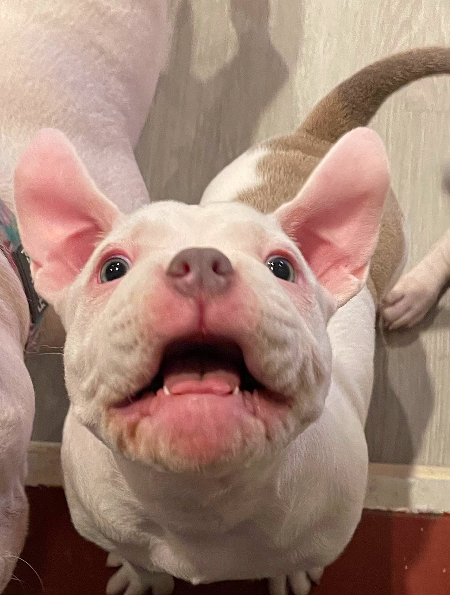 Pope is registered to the contest to win money with this photo: cow_goat_family, domestic_pig, fawn, fur, livestock, magenta, metal, natural_material, nose, pink, snout, suidae, sweetness, terrestrial_animal, working_animal