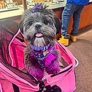 Cookie joined the competition — help win amazing prizes! accessory, boots, bow, carpet, casual_clothing, cute, dog, fur, happy, harness, indoor, jeweledisplay, person, pet, pink, purple, shop, small_dog, stroller, tongue_out