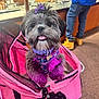 accessory, boots, bow, carpet, casual_clothing, cute, dog, fur, happy, harness, indoor, jeweledisplay, person, pet, pink, purple, shop, small_dog, stroller, tongue_out
