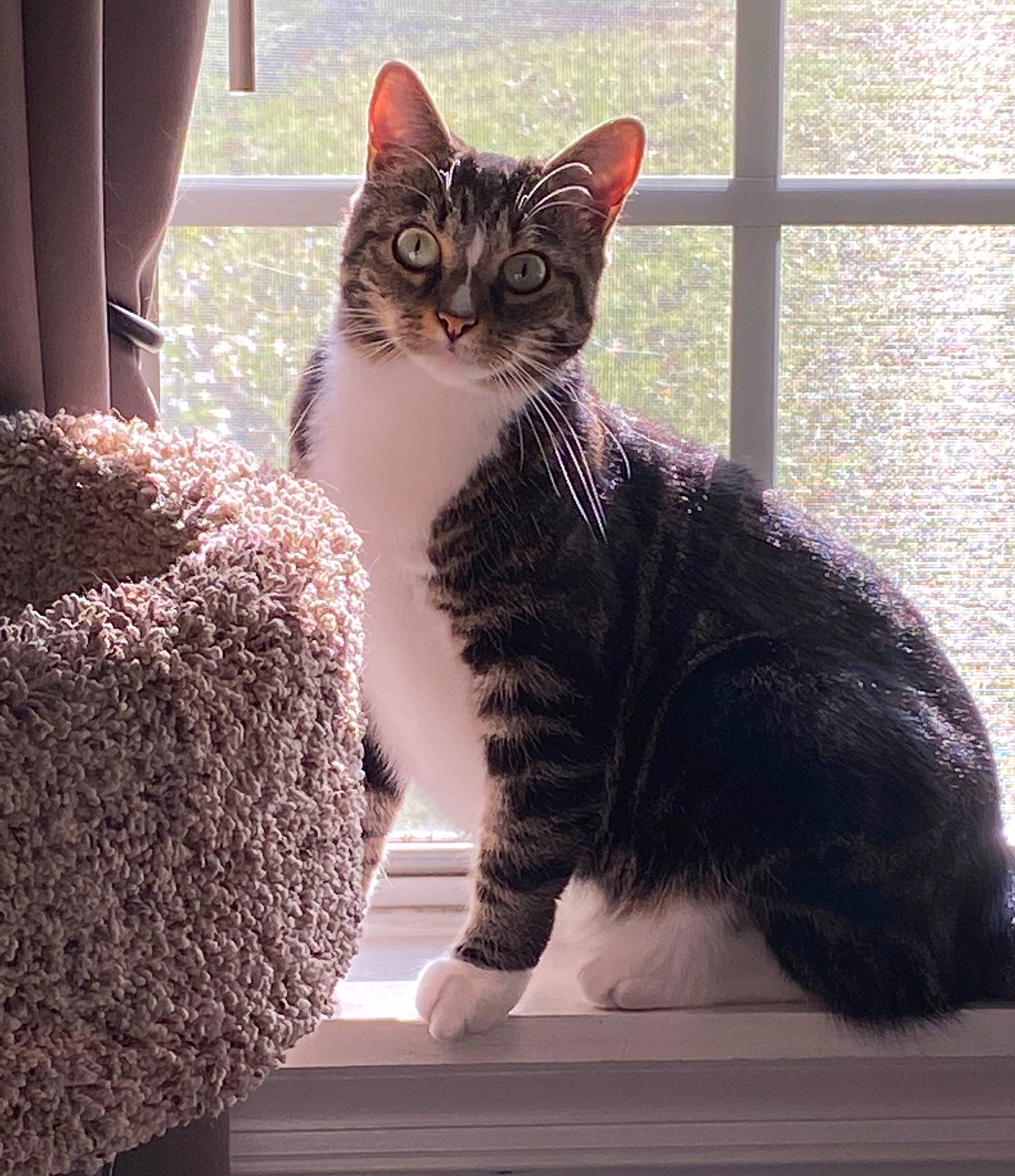 Bristol joined the competition — help win amazing prizes! aegean_cat, american_wirehair, asian, black_and_white, carnivore, cat, domestic_short_haired_cat, door, european_shorthair, felidae, fur, kitten, mammal, paw, polydactyl_cat, small_to_medium_sized_cats, snout, tabby_cat, whiskers, window