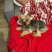 Nini a rejoint le concours — aidez-le/la à gagner de superbes lots ! dog, small_dog, couch, blanket, red_blanket, patterned_blanket, gray_couch, pet, indoor, cozy, fur, looking_up, relaxed, home, wooden_floor, pillows, decor, animal, companion, cute