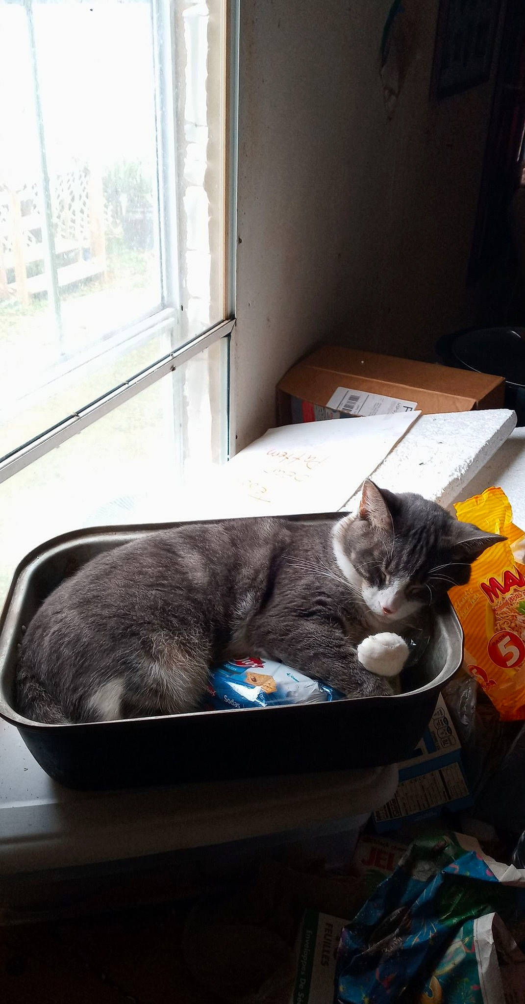 Sora is registered to the contest to win money with this photo: carnivore, cat, comfort, domestic_short_haired_cat, felidae, flooring, fur, grey, hardwood, linens, nap, room, sitting, small_to_medium_sized_cats, tail, whiskers, window