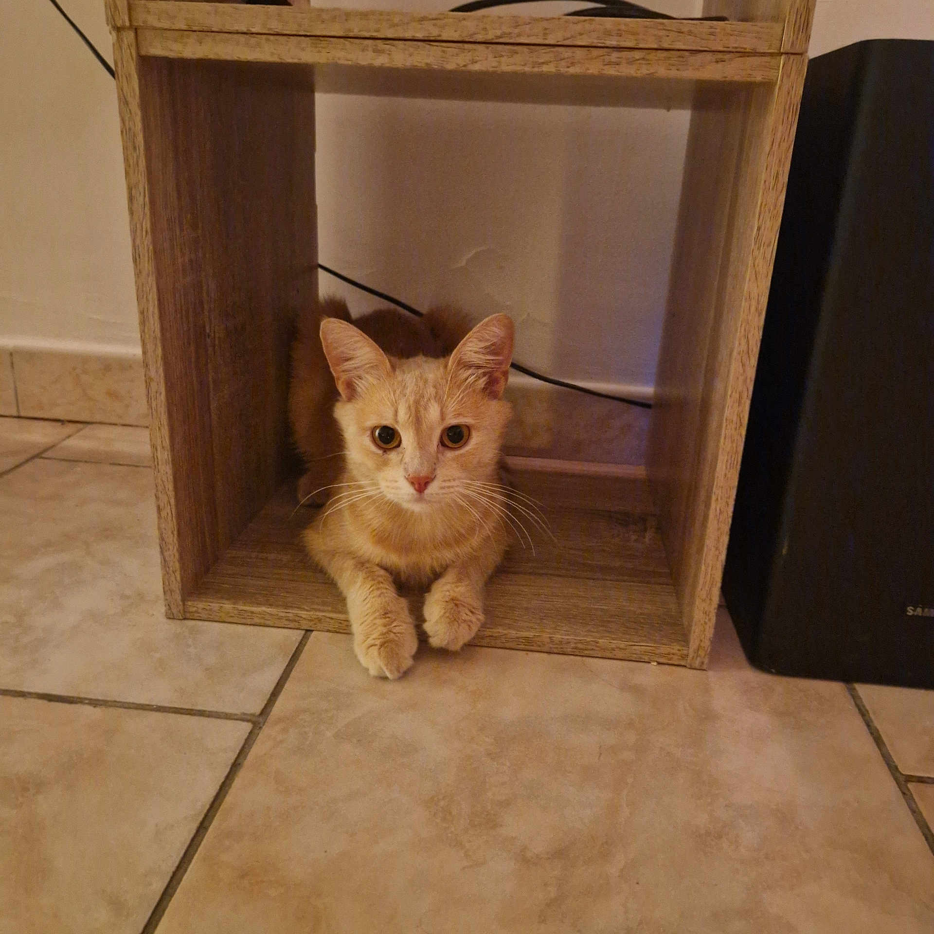 Miron participe au concours pour gagner de l'argent avec cette photo : animal, cat, cubical_shelf, curious, domestic, ears, feline, floor, home, indoor, looking, orange_cat, paws, pet, quiet, resting, still, tile_floor, whiskers, wooden_shelf