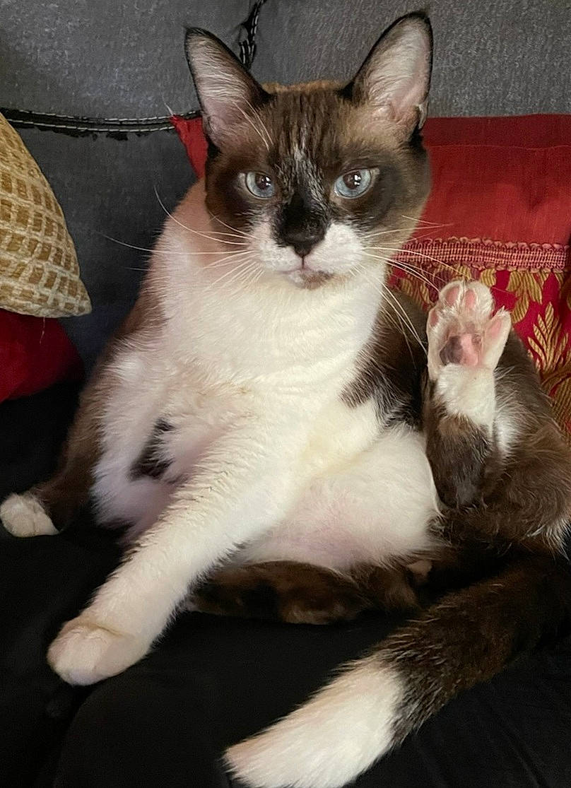 Geno is registered to the contest to win money with this photo: carnivore, cat, claw, comfort, domestic_short_haired_cat, felidae, foot, fur, lap, paw, sitting, small_to_medium_sized_cats, snout, tail, terrestrial_animal, whiskers