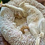 Julius is registered to the contest to win money with this photo: cat, pet_bed, stretching, cozy, fluffy, sleeping, indoor, relaxing, feline, cute, home, comfort, animal, whiskers, tail, paw, cushion, blanket, resting, nap