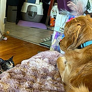 Juniper is registered to the contest to win money with this photo: animal, blanket, cat, collar, cozy, curious, dog, floor, fur, golden_retriever, home, indoor, lounge, pet_accessories, pets, plush, relaxation, tortoiseshell_cat, watching, wooden_floor