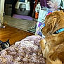 dog, cat, indoor, golden_retriever, tortoiseshell_cat, blanket, floor, pet_accessories, collar, fur, curious, watching, plush, wooden_floor, lounge, home, pets, animal, cozy, relaxation