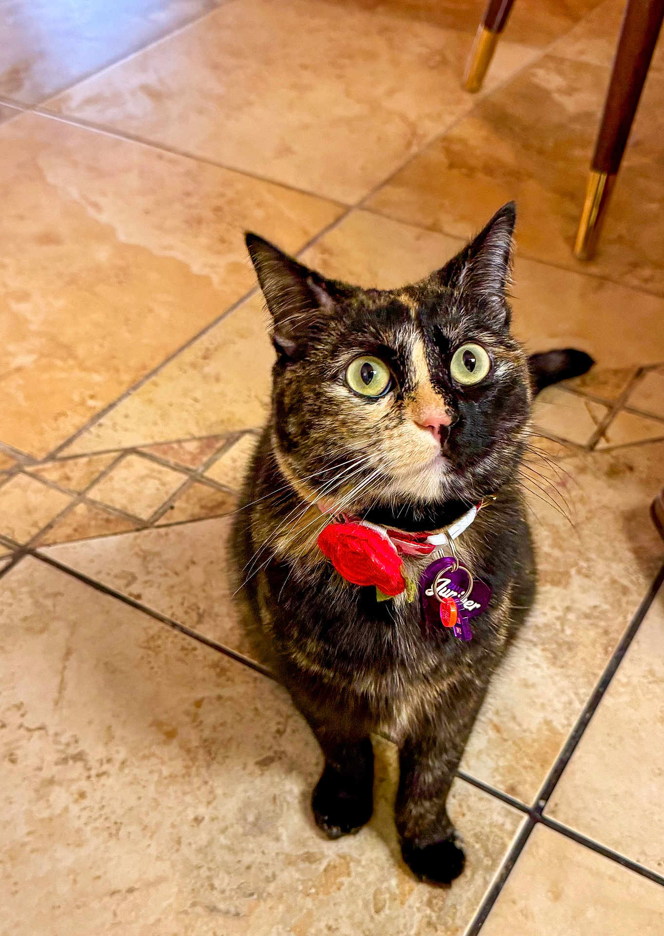 Juniper is registered to the contest to win money with this photo: cat, tortoiseshell, pet, collar, flower, tag, indoor, tile_floor, curious, wide_eyes, feline, animal, whiskers, ears, sitting, looking_up, domestic_cat, floor_tiles, chair_legs, cute