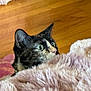 cat, tortoiseshell, curious, peeking, fluffy_blanket, pink_blanket, wooden_floor, indoor, pet, feline, alert_eyes, close_up, cozy, playful, animal, fur, whiskers, ear, side_profile, domestic_cat