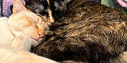 Juniper is registered to the contest to win money with this photo: cat, cats, sleeping, snuggling, cozy, fur, tortoiseshell, cream_colored, pets, animal, cute, relaxation, closeup, indoor, blanket, floral_pattern, warmth, companion, friendship, resting