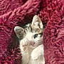 Arlo joined the competition — help win amazing prizes! animal, blanket, burgundy, cat, closeup, cozy, curious, cute, ears, fur, indoor, kitten, paw, pet, plush, relaxed, snuggled, soft, whiskers, young
