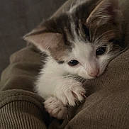 Arlo is registered to the contest to win money with this photo: adorable, animal, cat, close_up, cozy, curious, cute, feline, fur, furry, indoor, kitten, mammal, paws, pet, resting, sleepy, soft, whiskers, young