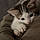 Arlo
