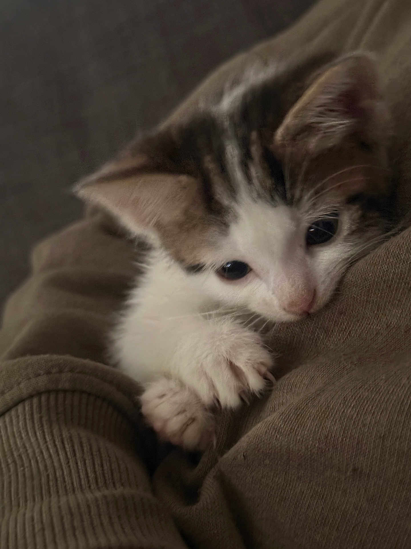 Arlo