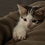 kitten, cat, paw, fur, closeup, cozy, comfort, texture, brown, white, animal, pet, cute, soft, sleepy, indoor, young, feline, resting, small