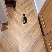 Arlo is registered to the contest to win money with this photo: kitten, cat, floor, wooden_floor, indoor, small_animal, pet, curious, brown, black, white, pattern, cozy, home, quiet, animal, feline, young, cute, alone