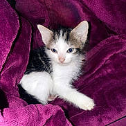 Ray is registered to the contest to win money with this photo: kitten, cat, animal, pet, feline, fur, whiskers, ears, eyes, blanket, purple, soft, cozy, resting, cute, small, young, indoors, comfort, relaxation