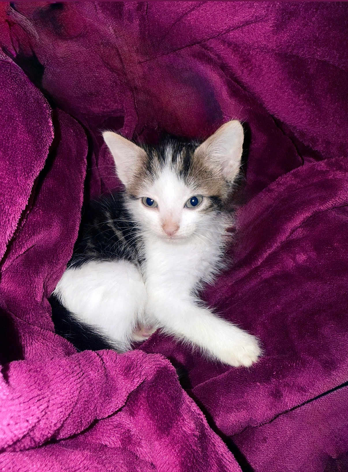 Ray is registered to the contest to win money with this photo: kitten, cat, animal, pet, feline, fur, whiskers, ears, eyes, blanket, purple, soft, cozy, resting, cute, small, young, indoors, comfort, relaxation
