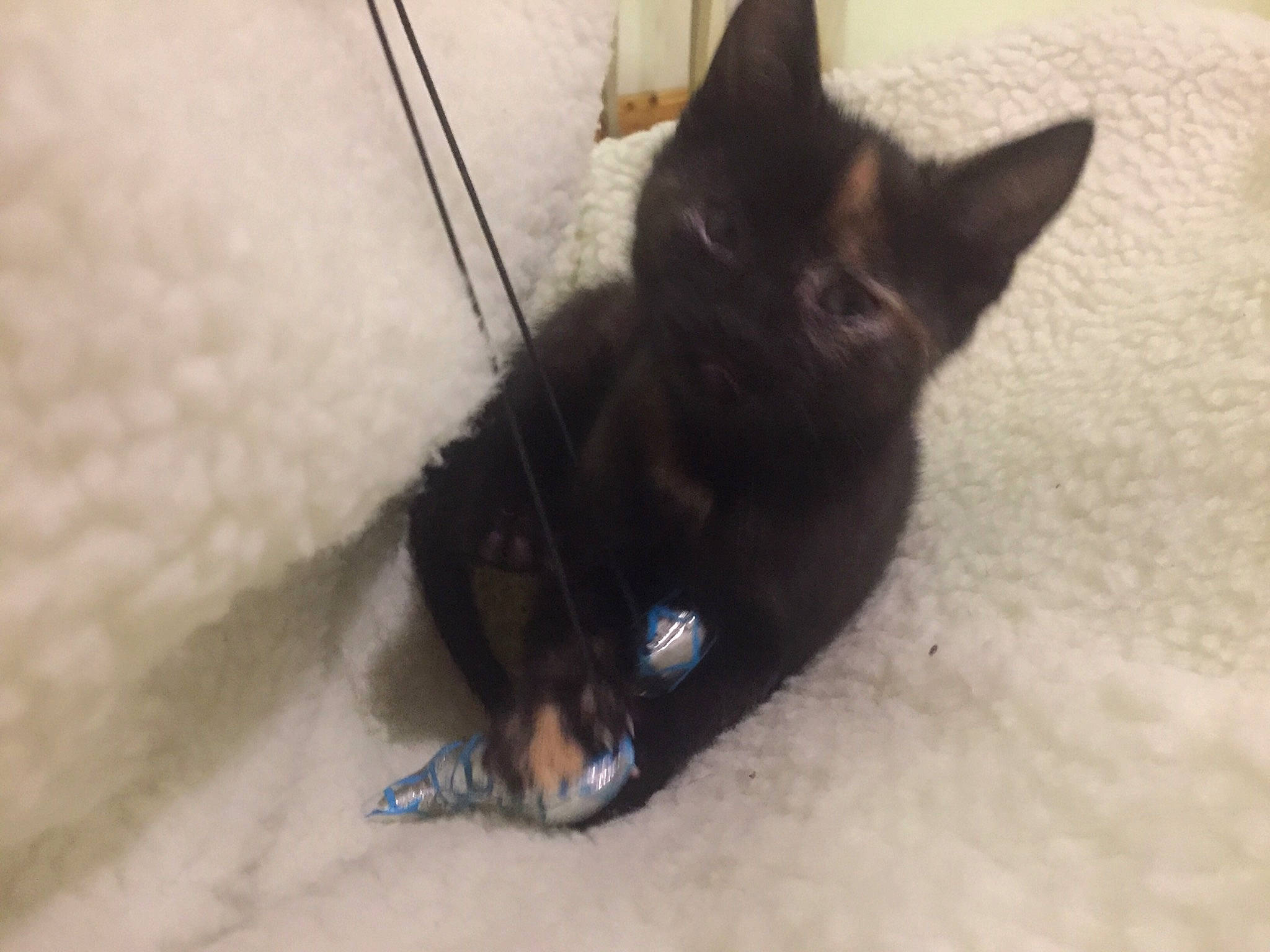 Kitten joined the competition — help win amazing prizes! black_cat, bombay, canidae, carnivore, cat, claw, dog_breed, domestic_short_haired_cat, felidae, flooring, foot, fur, hardwood, paw, small_to_medium_sized_cats, snout, sporting_group, tail, whiskers, wood