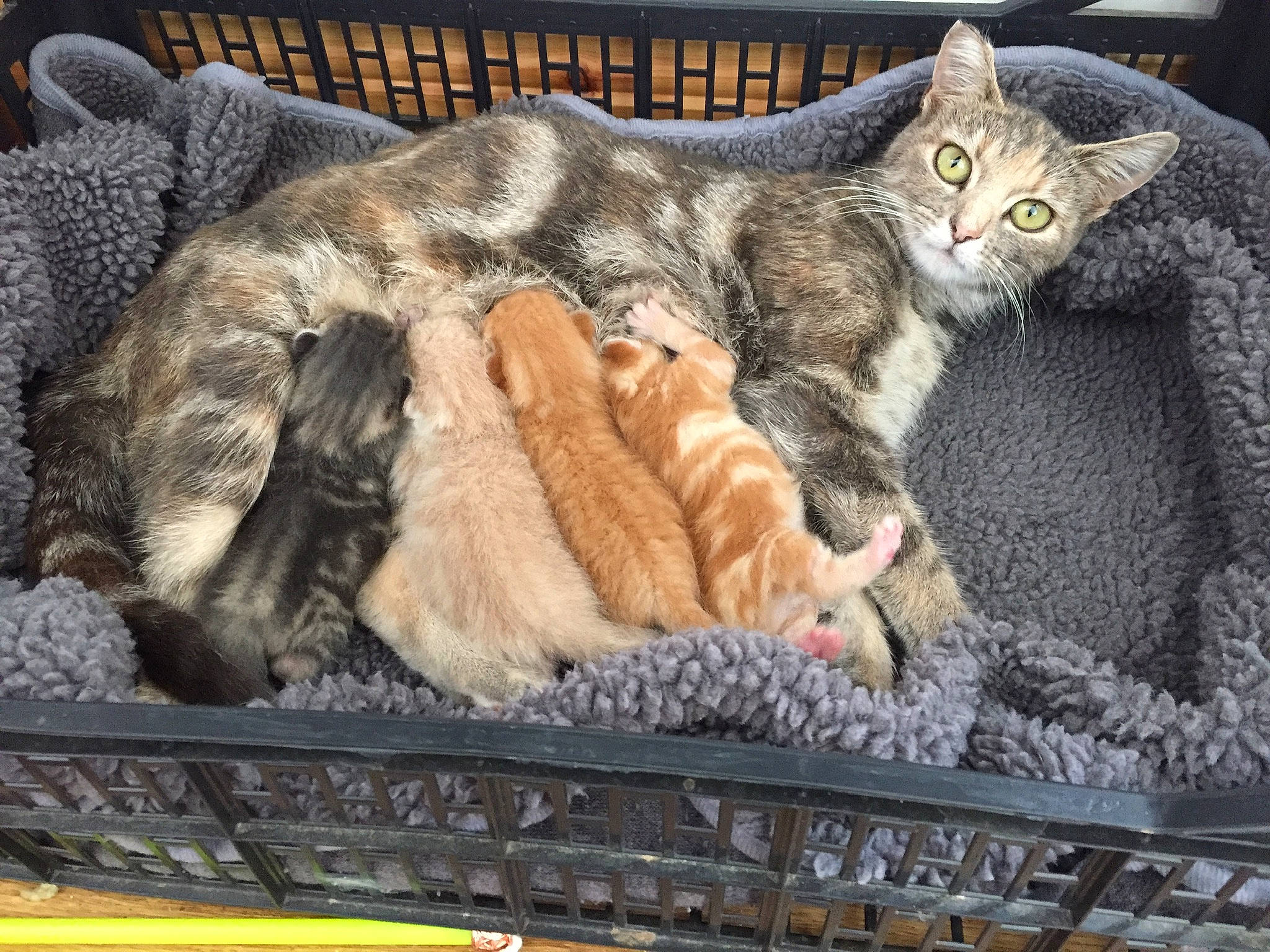 Kitty And Kittens is registered to the contest to win money with this photo: carnivore, cat, cat_bed, cat_furniture, cat_supply, claw, comfort, domestic_short_haired_cat, fawn, felidae, fur, nap, paw, sleep, small_to_medium_sized_cats, snout, tail, whiskers