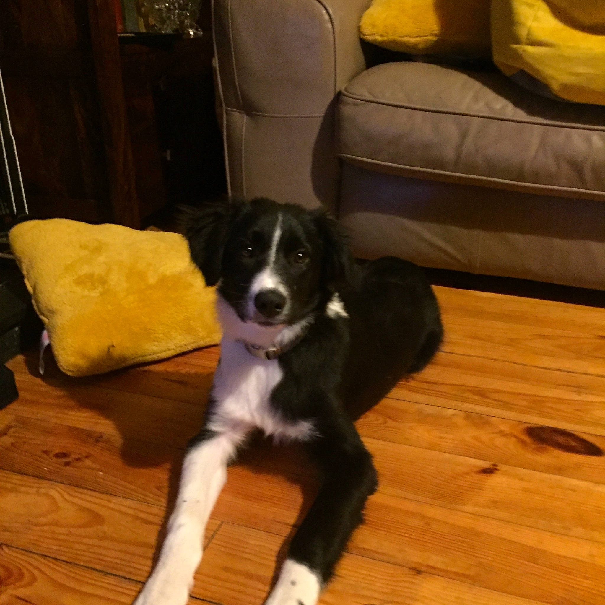 Sally is registered to the contest to win money with this photo: bernese_mountain_dog, borador, carnivore, comfort, companion_dog, couch, dog, dog_breed, floor, flooring, hardwood, herding_dog, living_room, mcnab, room, snout, tail, wood, wood_flooring, working_animal