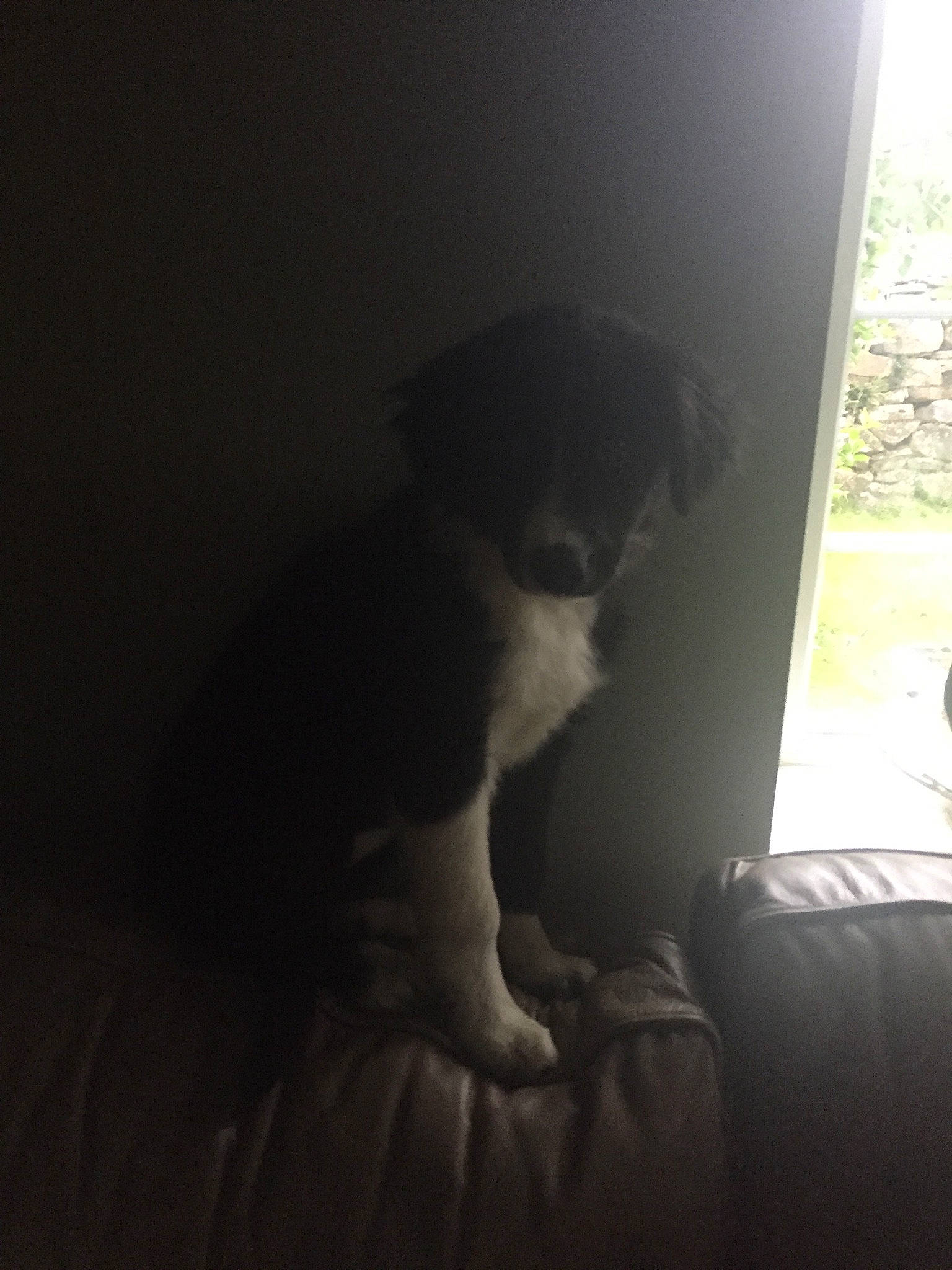 Sally is registered to the contest to win money with this photo: carnivore, chair, comfort, companion_dog, couch, dog, dog_breed, elbow, fawn, human_leg, plant, sitting, small_to_medium_sized_cats, sporting_group, tail, tints_and_shades, tree, whiskers, window, wood