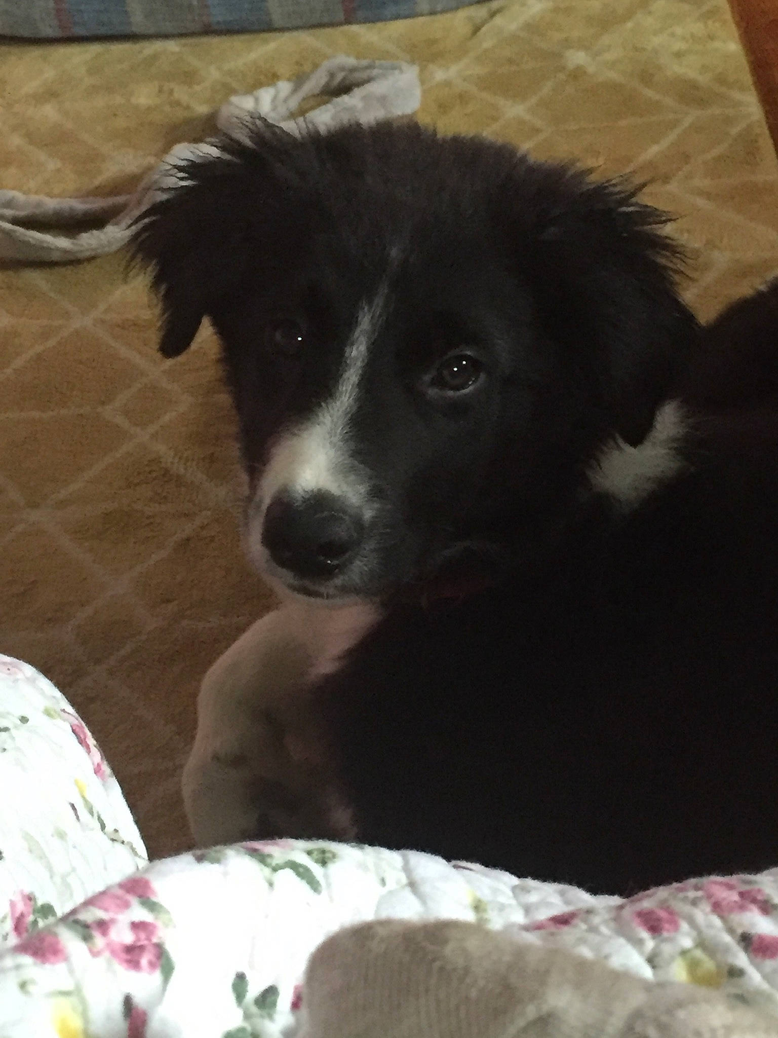 Sally is registered to the contest to win money with this photo: australian_collie, bernese_mountain_dog, border_collie, canidae, carnivore, chair, comfort, companion_dog, dog, dog_breed, fur, herding_dog, puppy, snout, sporting_group, terrestrial_animal, texas_heeler, whiskers, working_animal, working_dog