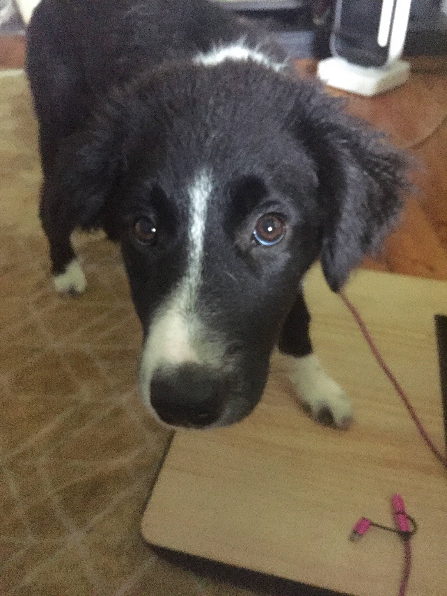 Sally is registered to the contest to win money with this photo: borador, border_collie, bored, canidae, carnivore, companion_dog, dog, dog_breed, flooring, fur, hardwood, herding_dog, puppy, snout, sporting_group, terrestrial_animal, whiskers, wood, working_animal, working_dog