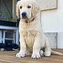 puppy, dog, golden_retriever, pet, animal, sitting, wooden_deck, fur, cute, young, collar, outdoor, blurred_background, canine, domestic_animal, portrait, adorable, fluffy, friendly, young_animal