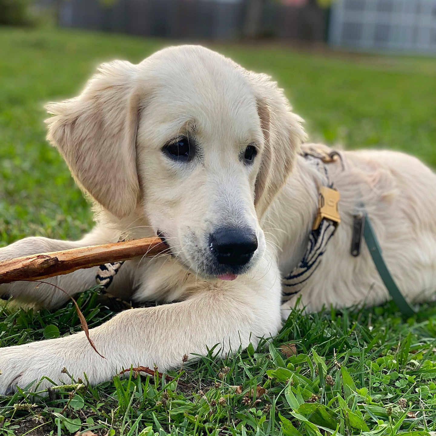 Willow a rejoint le concours — aidez-le/la à gagner de superbes lots ! animal, canine, chewing, closeup, collar, cute, daylight, dog, fur, golden_retriever, grass, greenery, leash, nature, outdoor, pet, playful, puppy, stick, young_dog