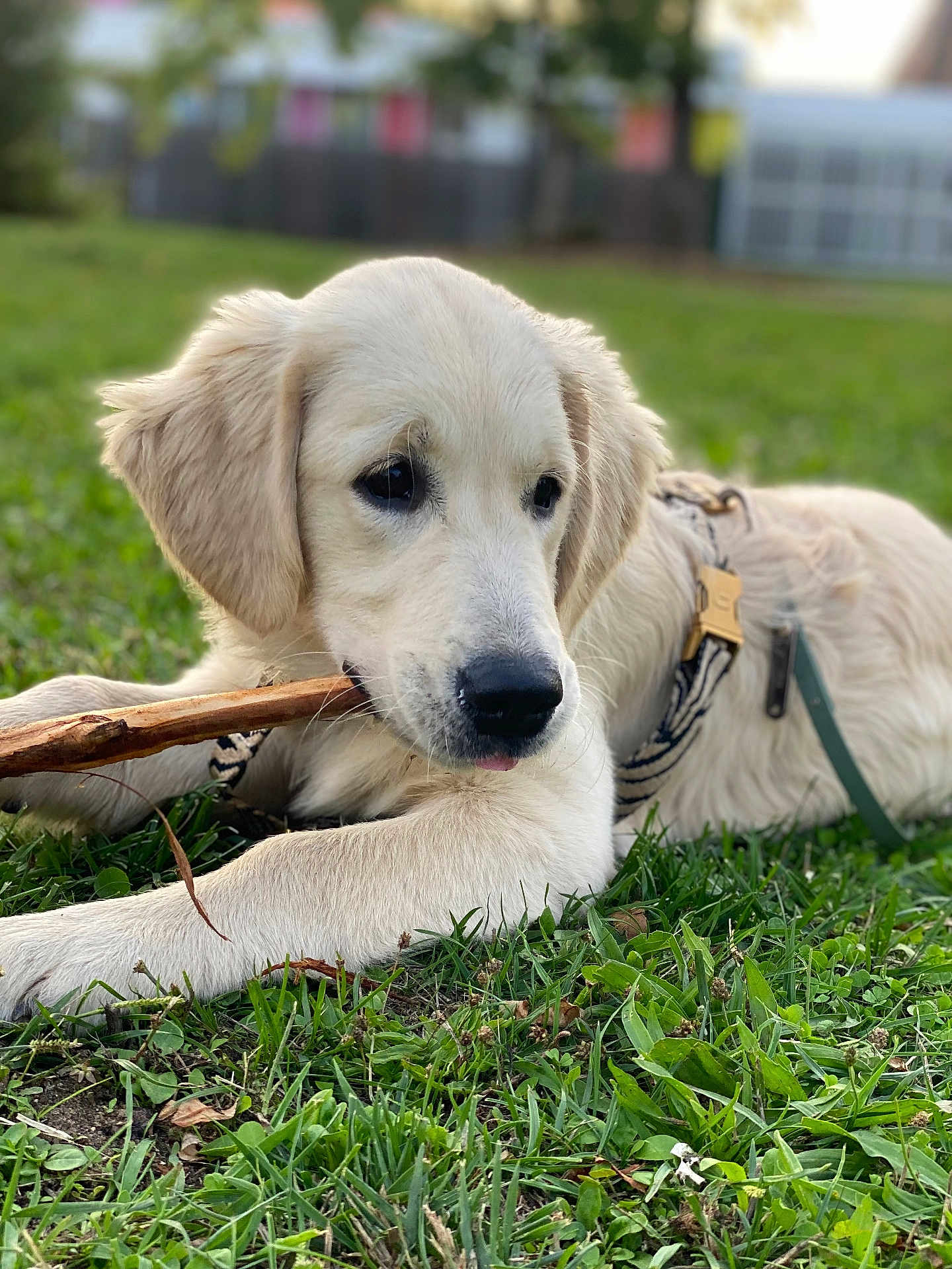 Willow a rejoint le concours — aidez-le/la à gagner de superbes lots ! dog, puppy, golden_retriever, grass, stick, outdoor, pet, animal, canine, chewing, young_dog, nature, greenery, closeup, fur, leash, collar, daylight, cute, playful